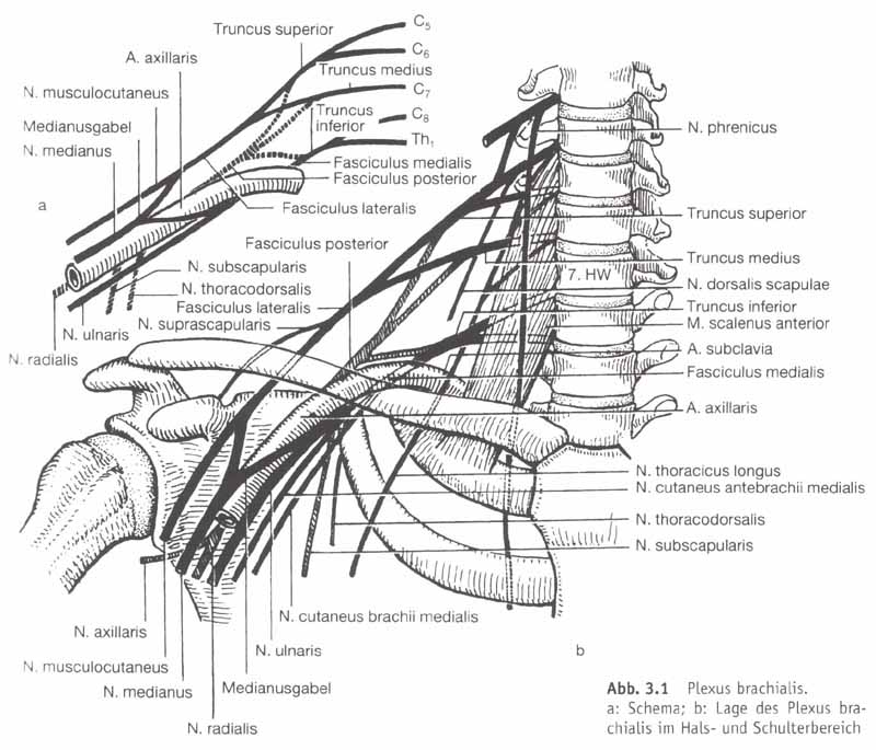 plexus brachialis cervicalis anatomie musculus nerves